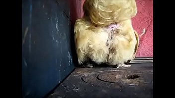 Ninfeta galinha safada botando um ovo bem gostoso
